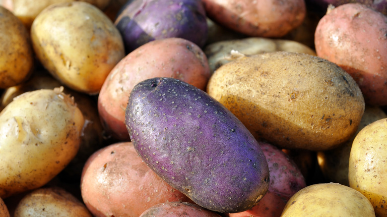 different kinds of potatoes