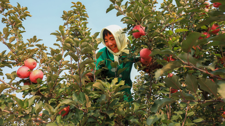 farmer picking apples in North China