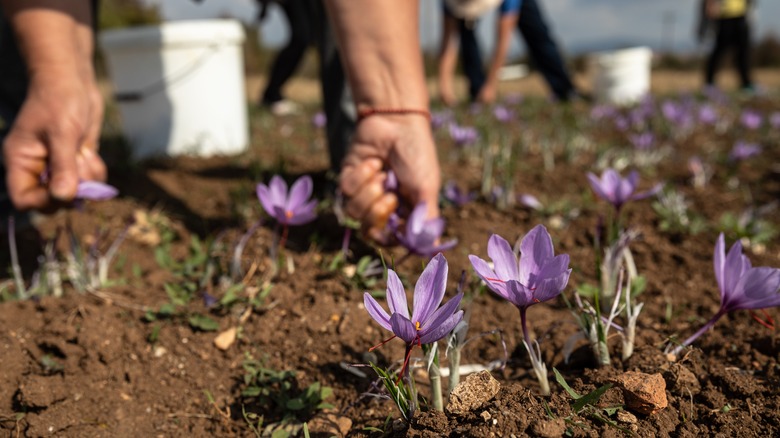 Harvesting saffron flowers