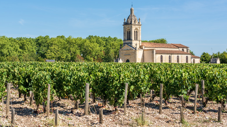 Vineyard in the Medoc region