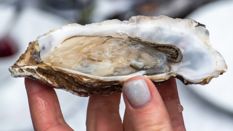 Hand holding up a fresh oyster ready to eat