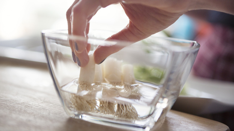 Hand placing green onion roots into a glass bowl of water