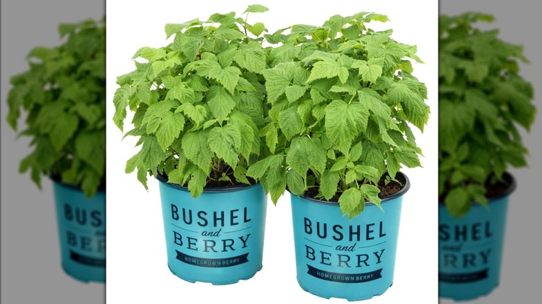 Two raspberry shortcake shrubs.