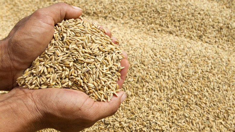 Hands cradling rice grains