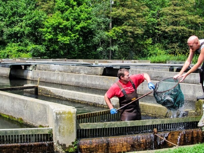 Netting trout