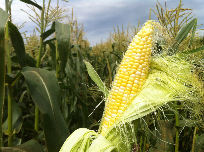 Sweet Corn by brian abeling