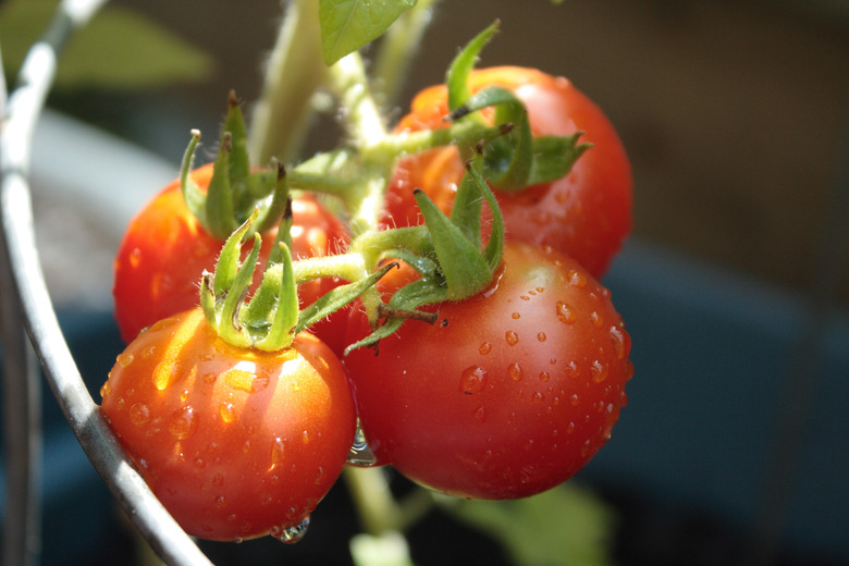 tomatoes