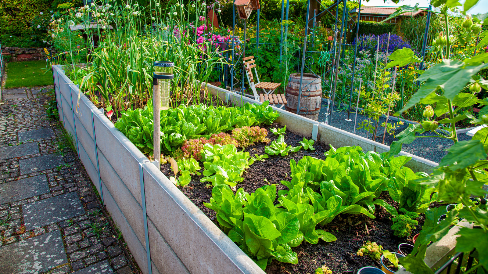 <a href="https://www.foodrepublic.com/1897081/easy-grow-garden-vegetable-kale/" target="_blank">One Of The Easiest Garden Vegetables To Grow Is A Leafy Green</a>