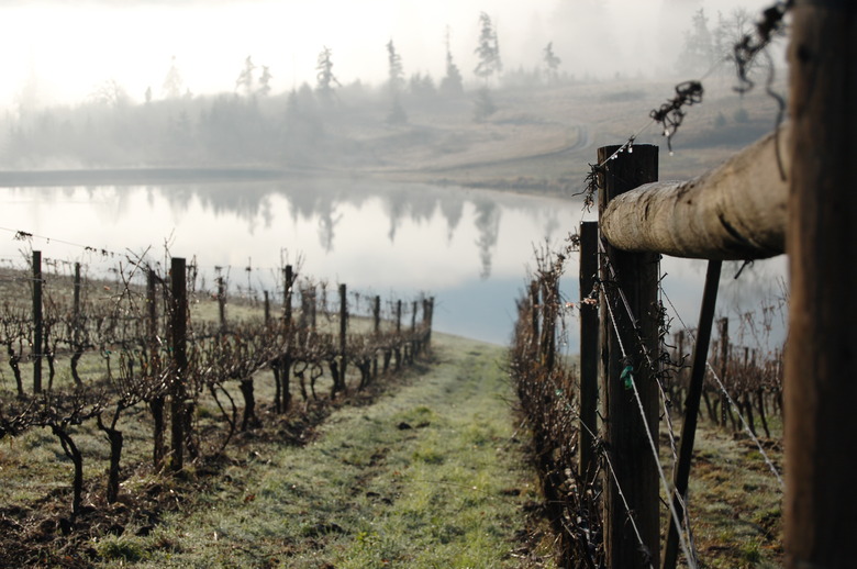 Montinore Vineyards in the morning mist.