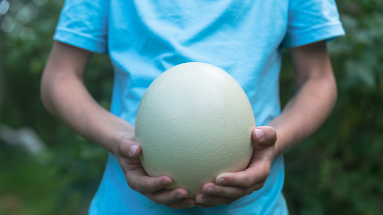 Ostrich Vs. Chicken Eggs: Which Is More Nutritious?