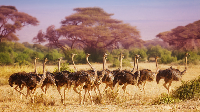 Ostrich Vs. Chicken Eggs: Which Is More Nutritious?