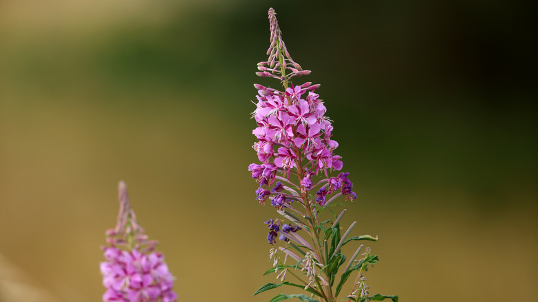 Purple Fireweed flowers