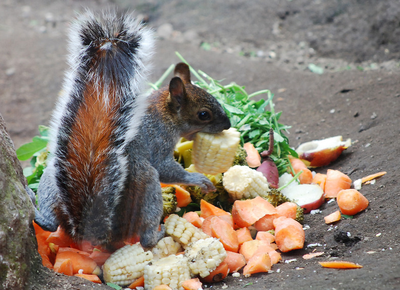 This here's the squirrel we're fattening up for tomorrow's Thanksgiving feast.