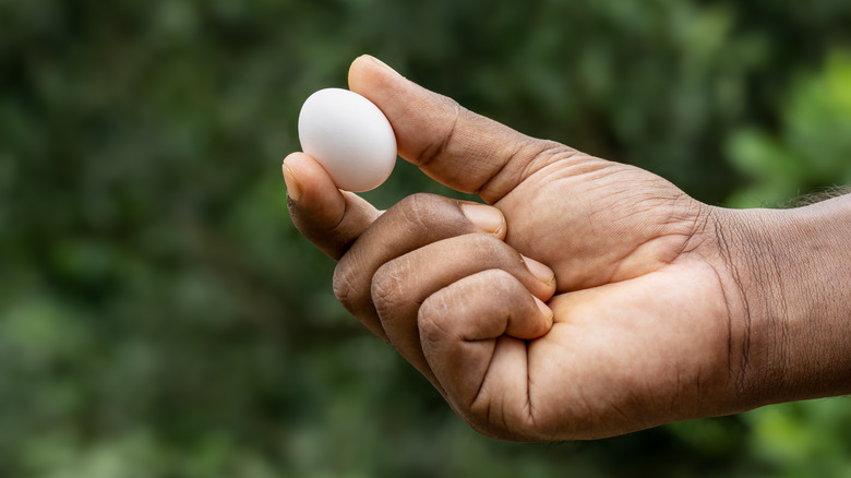 Pigeon egg held in hand