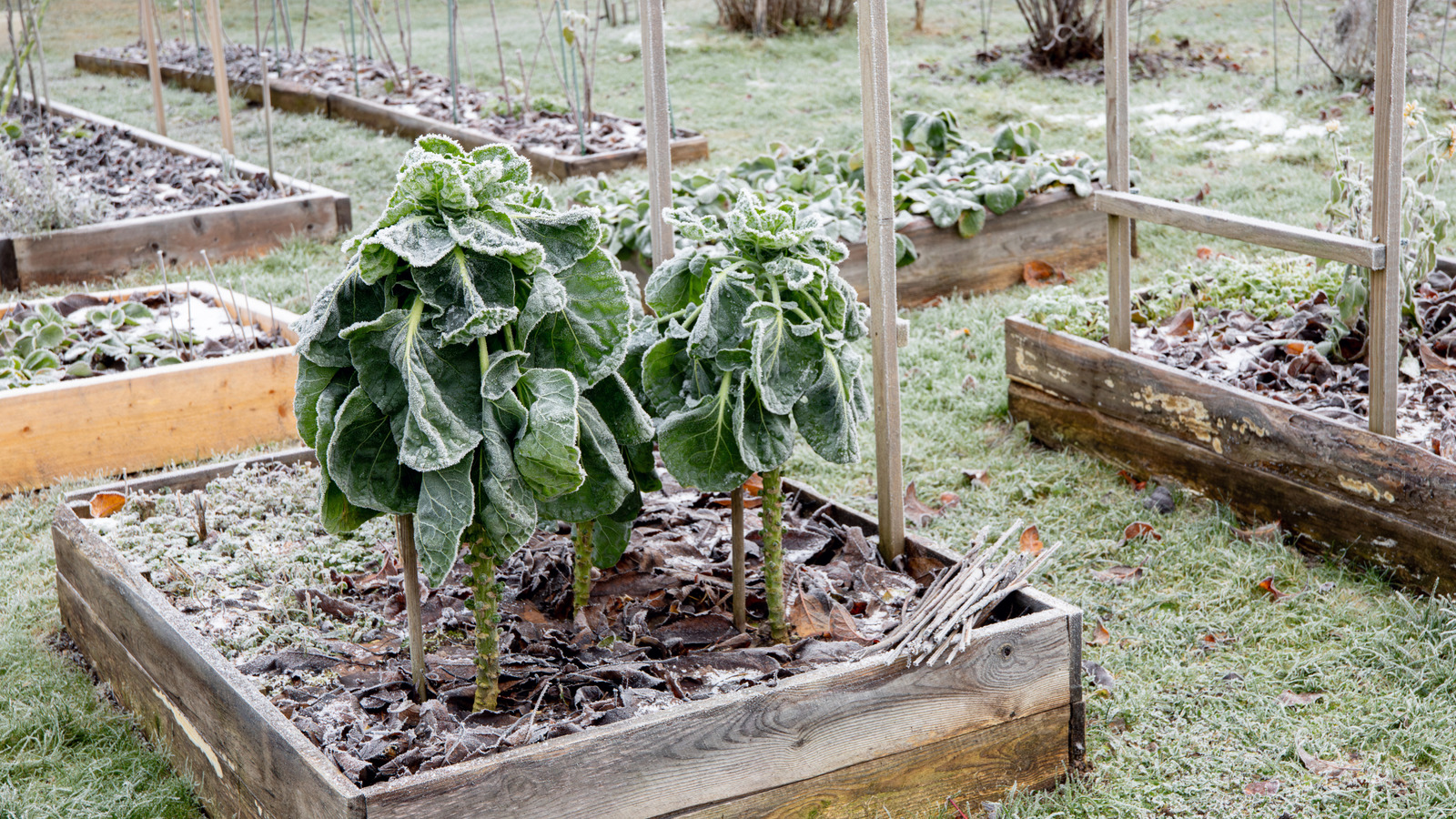<a href="https://www.foodrepublic.com/2166757/protect-vegetable-garden-overnight-freeze/" target="_blank">How To Protect Your Vegetable Garden From An Overnight Freeze</a>