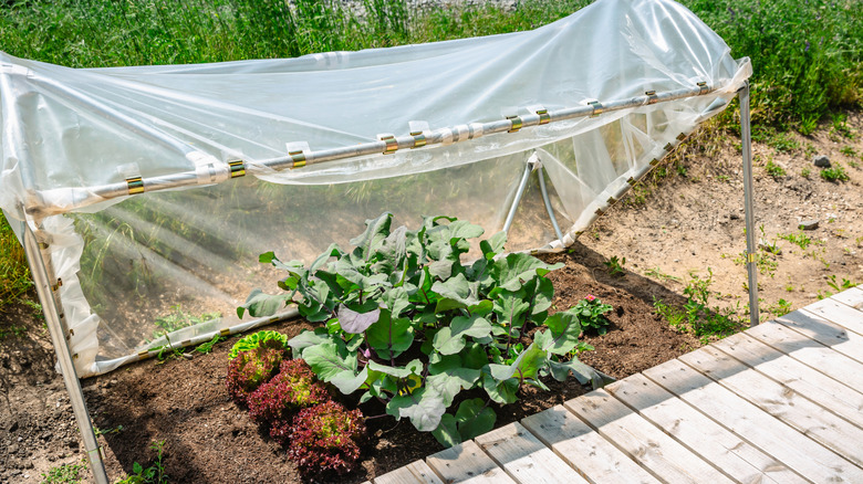 Lettuce and greens in a garden, protected by a plastic hoop tunnel.