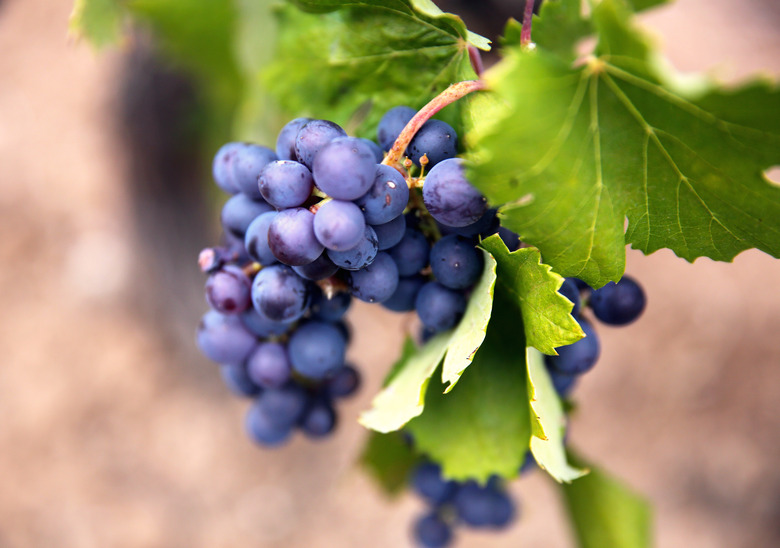 wine grapes