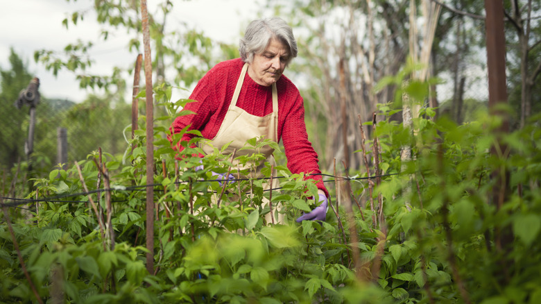 A gardener pruning some raspberry plants
