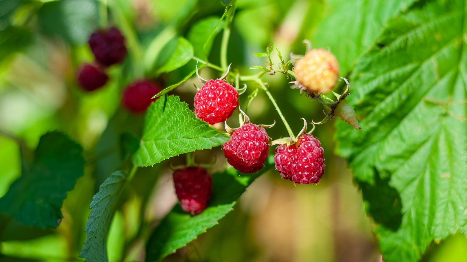 <a href="https://www.foodrepublic.com/2104035/how-to-prune-fall-bearing-raspberries/" target="_blank">Prune Your Fall-Bearing Raspberries Like This For A Faster Bounce-Back</a>