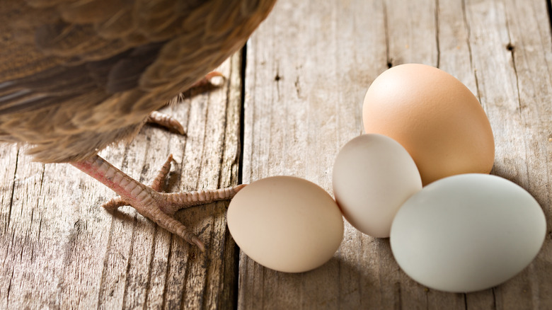 Large egg next to pullet egg
