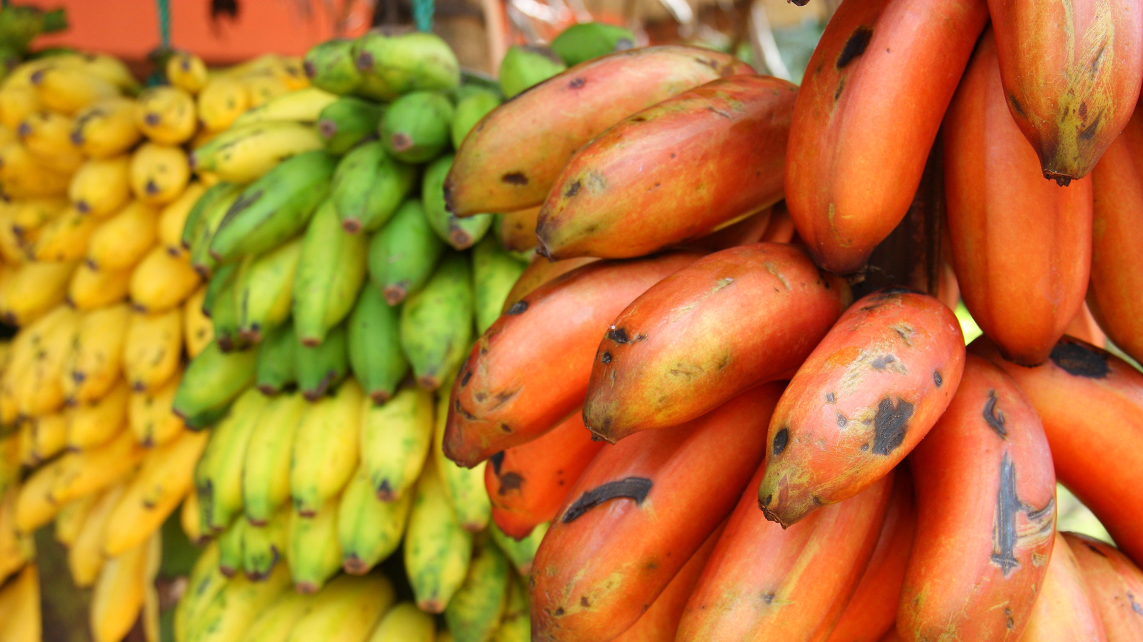 FoodWireDaily — Red Vs Yellow Bananas: Which Fruit Has More Potassium?