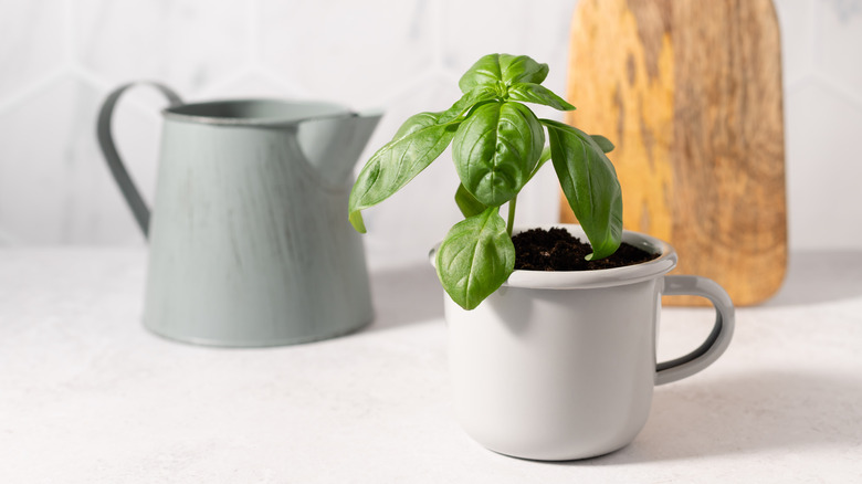 Basil growing in white ceramic mug.