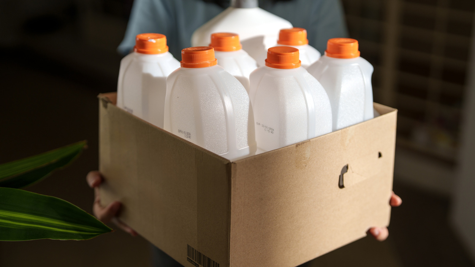 <a href="https://www.foodrepublic.com/1971296/save-empty-milk-jugs-must-have-garden-tool/" target="_blank">Reuse Empty Milk Jugs As Must-Have Garden Tools</a>