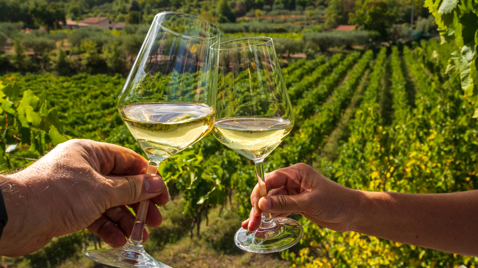 <a href="https://www.foodrepublic.com/2190548/riesling-vs-sauvignon-blanc-wine-difference/" target="_blank">Riesling Vs Sauvignon Blanc: What’s The Difference Between These Wines?</a>