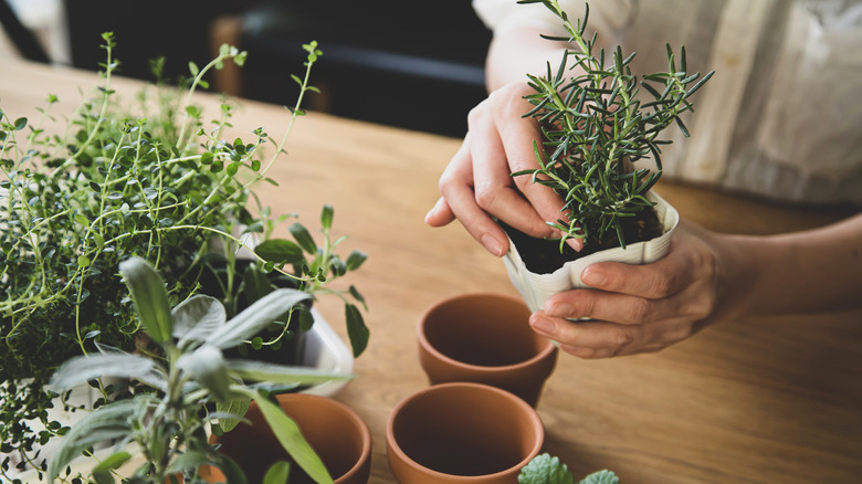 Hands planting rosemary