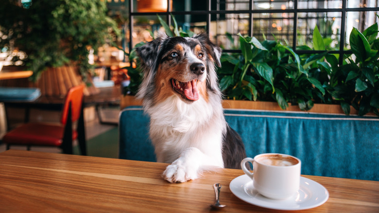 A dog sits at a restaurant table with his paw next to a coffee cup