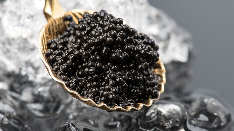 caviar on spoon for tasting