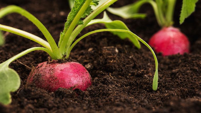Radishes peeking out of dirt