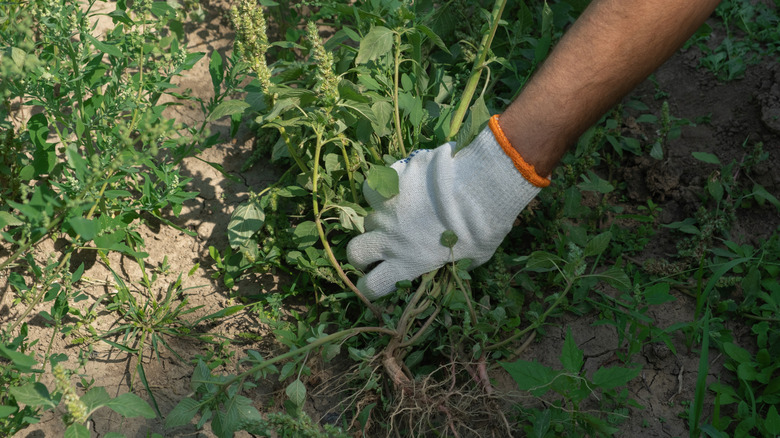 Person removing weeds from their garden.