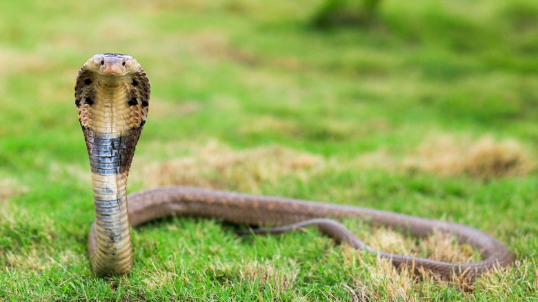 Cobra in the wild
