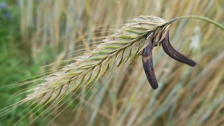 Ergot fungus on rye