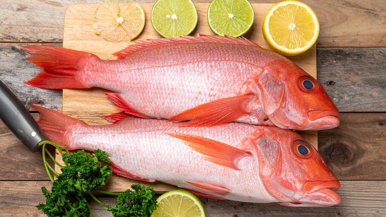 Whole red snapper