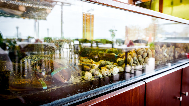Live seafood tank in a restaurant