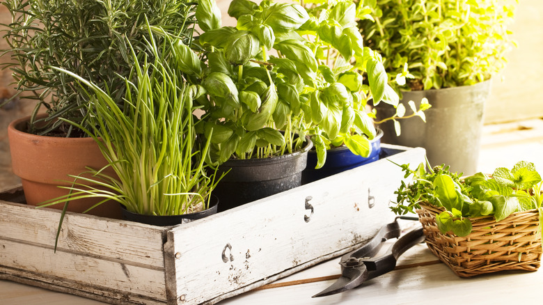 Potted herbs in wooden crate