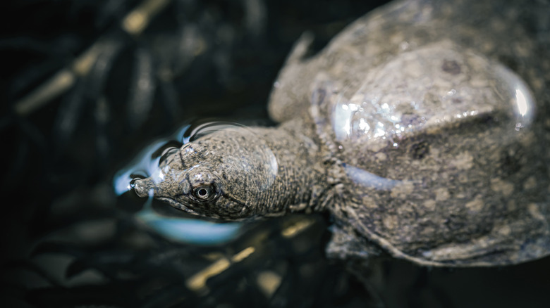 A Chinese softshell turtle