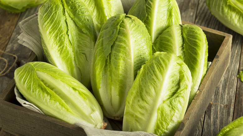 Heads of romaine lettuce