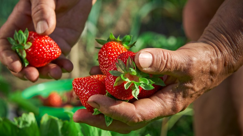 Woman holding strawberries against grassy background