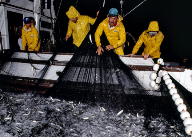 fishermen and a sustainable sardine catch