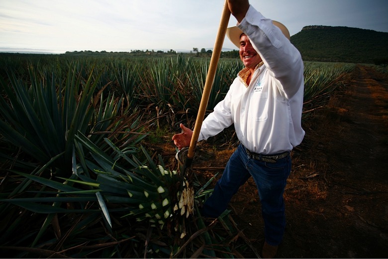 Drinking Tequila On The Day Of The Dead? Keep It In The Family. - Food ...