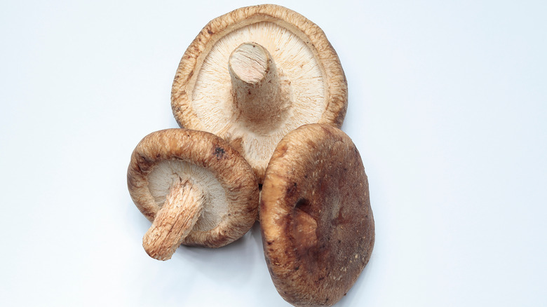 Shiitake mushrooms isolated on a white background.
