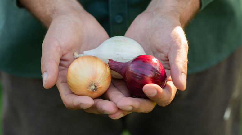Hands holding different types of onions