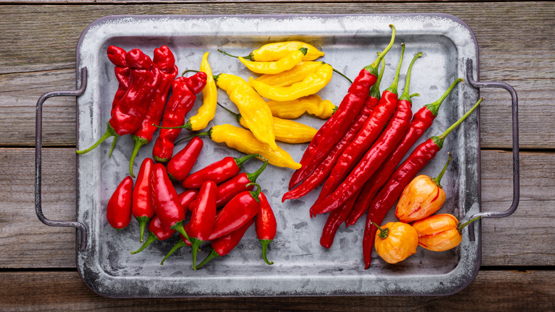 Metal tray full of different types of spicy peppers