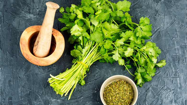 Fresh and dry cilantro with a mortar and pestle