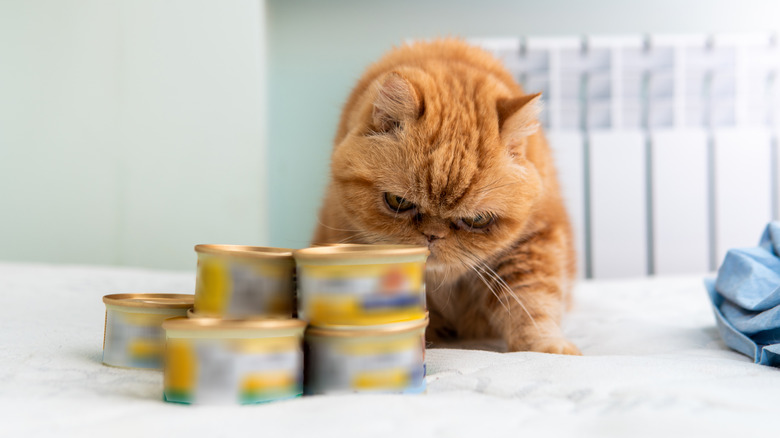 A cat crouching behind cans of cat food