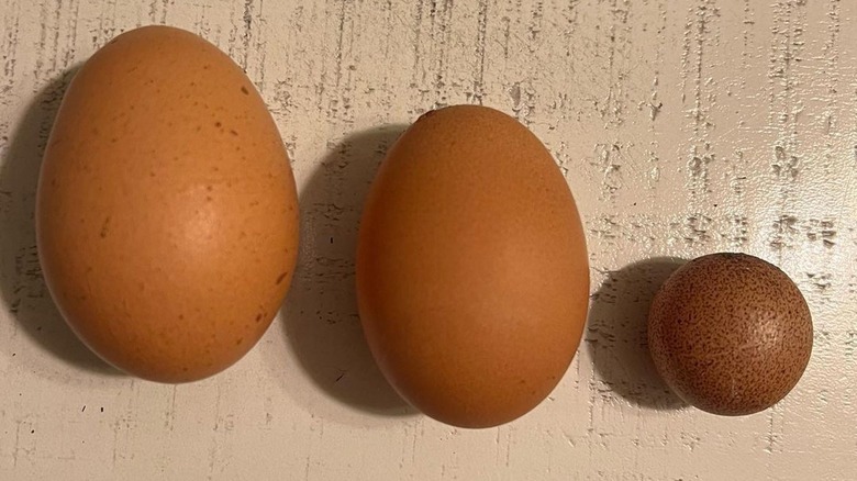 Yolkless runt egg with normal eggs