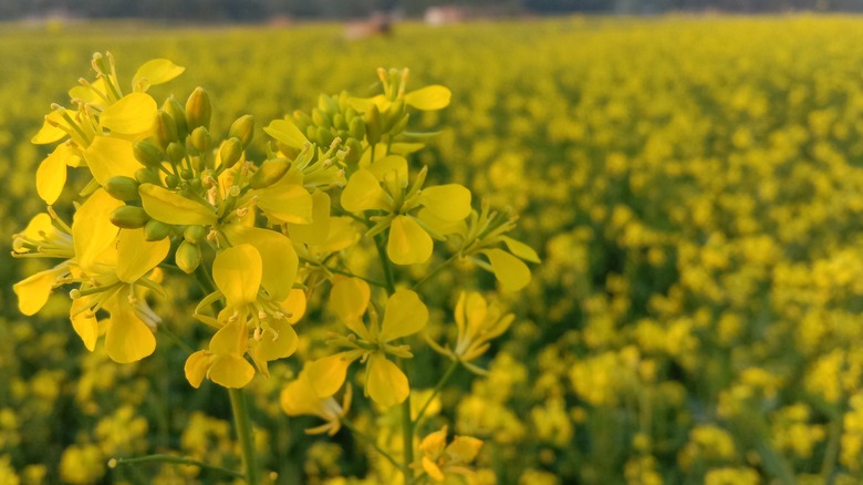 Mustard field in India